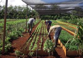 The World Turns its Eyes to Family Farming