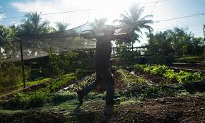 Cuban farmers increase direct sales to hotel chains